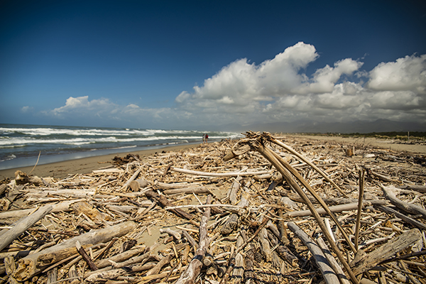driftwood_beach.JPG