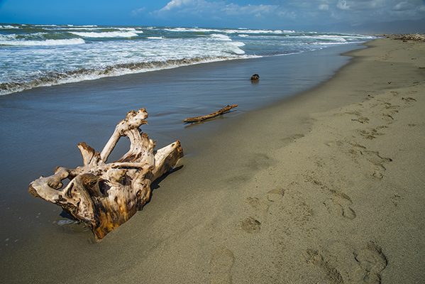 dry_piece_of_wood_on_beach.JPG